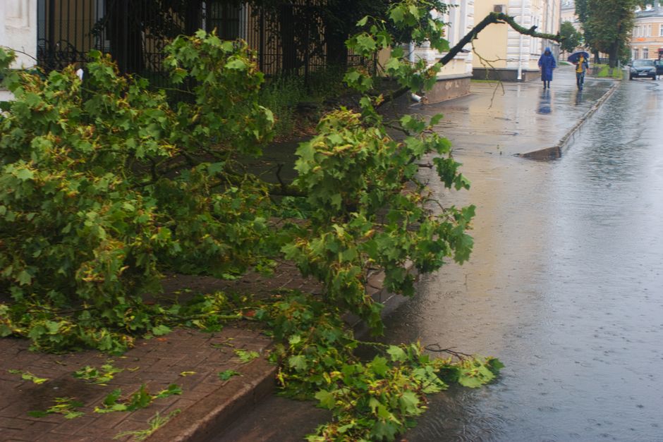 A fallen tree branch with green, lobed leaves lies across a paved sidewalk, spilling onto a busy street during wet, rainy weather. The branch appears freshly broken, with some small twigs and leaves s